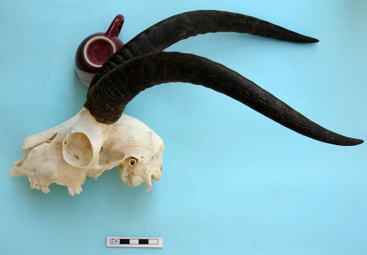 Skull: left side sight