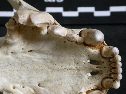Cráneo: maxilares y hueso incisivo
