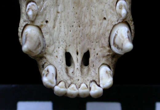 Skull: incisive bone