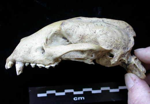Cráneo: vista lateral izquierda