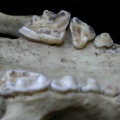Meles-dentsup5.JPG