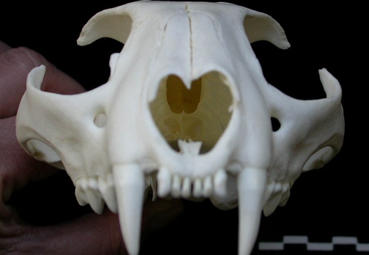 Crâne : vue antérieure