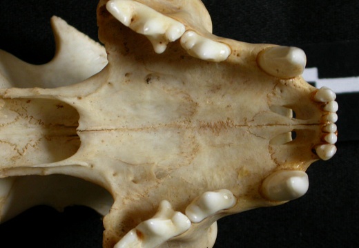 Crâne : maxillaires et os incisif