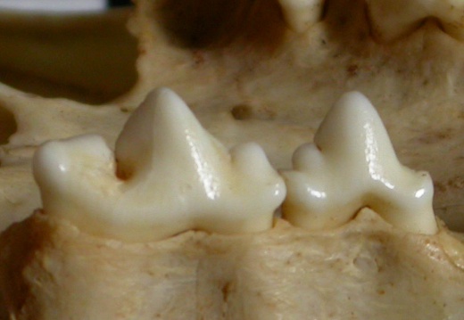 Dentición superior