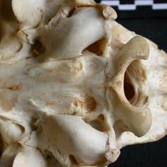 Skull: ventral sight
