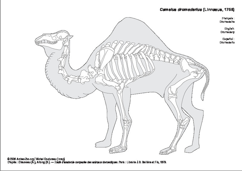 camelus_dromedarius.pdf