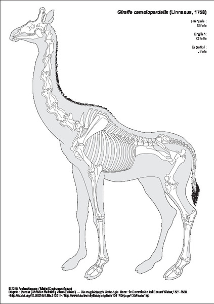 giraffa_camelopardalis.pdf
