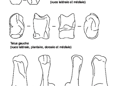 Patella, ankle bones, talus and calcaneus