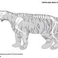 panthera_tigris_altaica.pdf