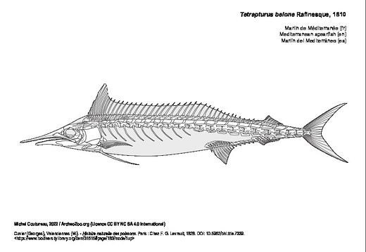 Mediterranean spearfish