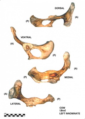 Coxal izquierdo