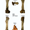 Bos-Femur-Left.jpg