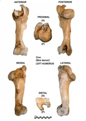 Left humerus