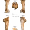 Bos-Humerus-Left.jpg