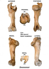 Right humerus