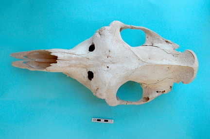 Skull: frontal sight