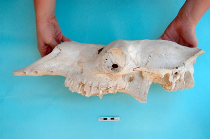 Crâne : vue latérale gauche