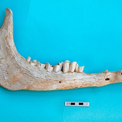 Mandible : side view