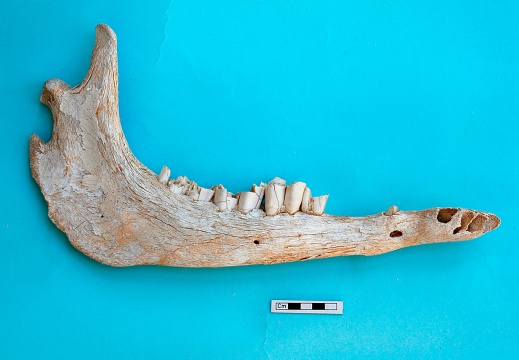 Mandible : side view