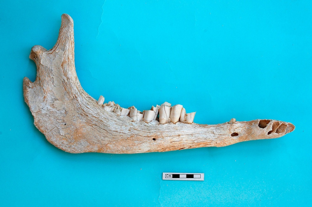 Mandibule : vue latérale