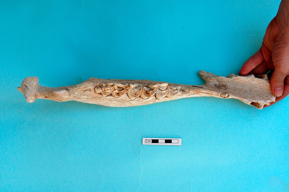Mandibule : vue supérieure