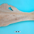 Scapula : vue latérale