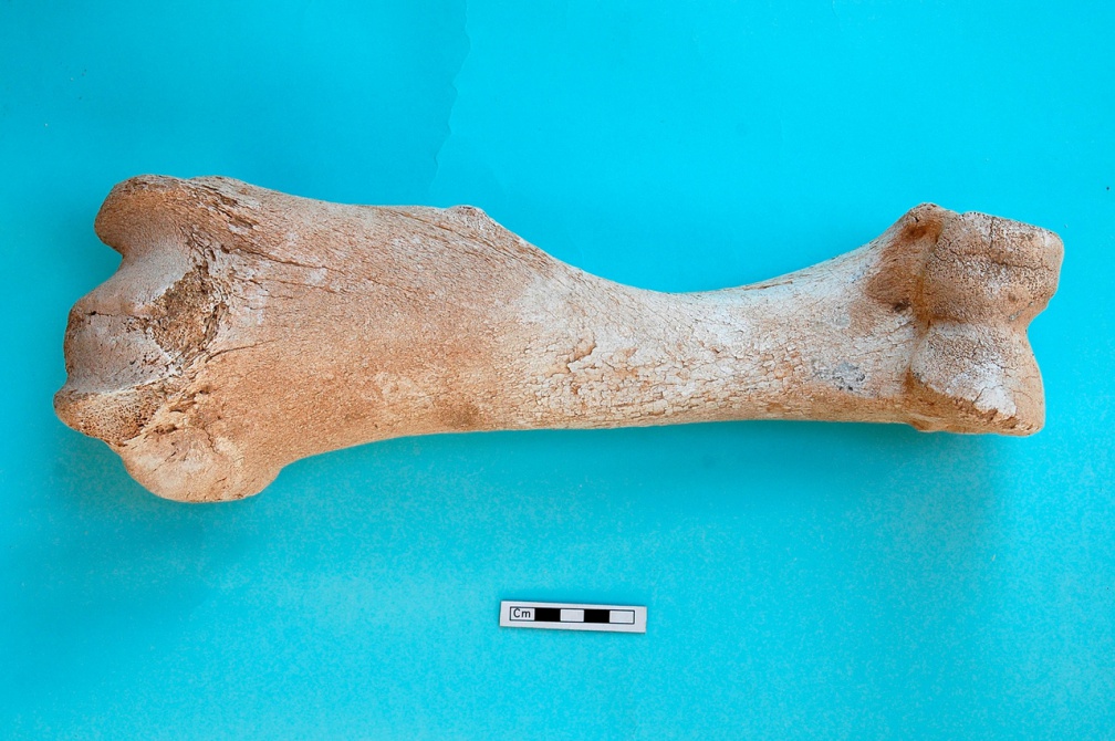 Humérus : vue antérieure