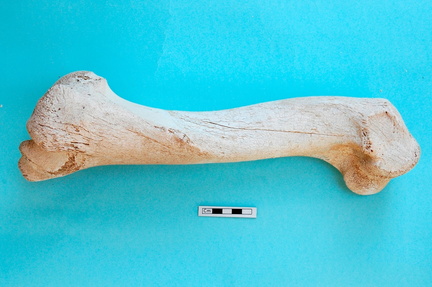 Humerus: side view