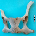 Pelvis : vue dorsale