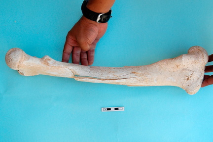 Femur: medial view