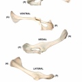 Coxal gauche