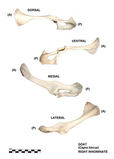 Coxal droit