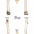 Capra-Femur-Left.jpg