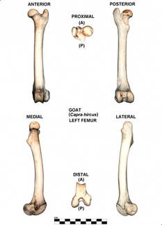 Fémur gauche