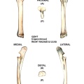 Radius et ulna droits