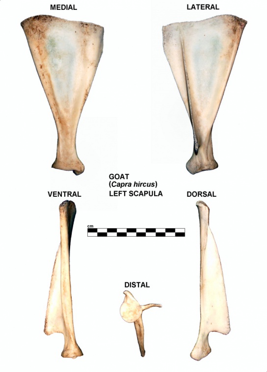 Scapula gauche