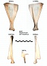 Scapula gauche