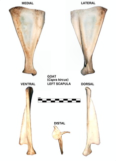 Scapula gauche