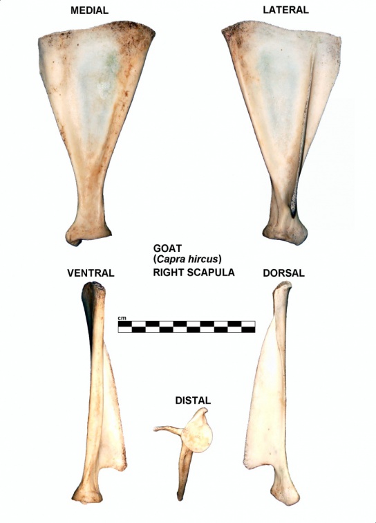 Scapula droite