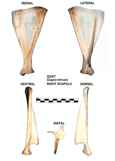Scapula droite