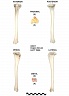 Tibia gauche
