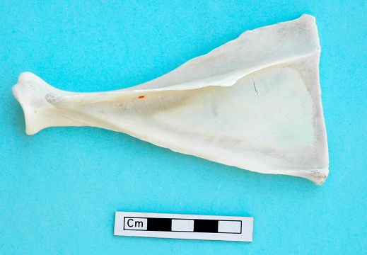 Scapula : vue latérale