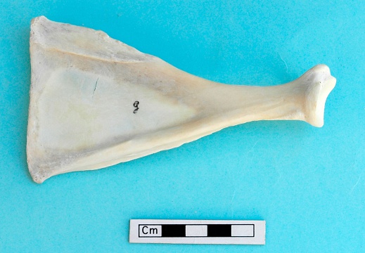 Scapula: medial view