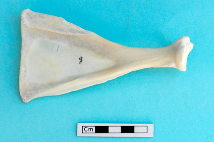 Scapula: medial view