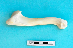 Humérus : vue latérale