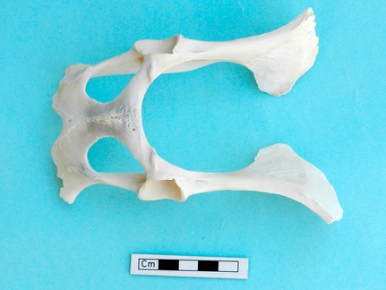 Pelvis : vue ventrale