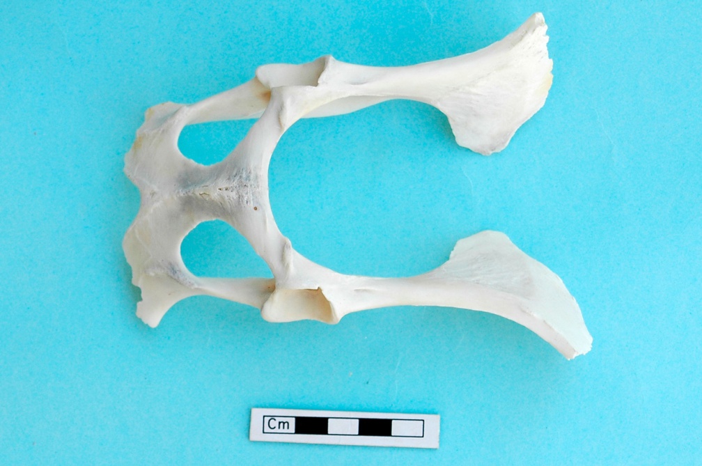 Pelvis : vue ventrale
