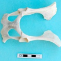 Pelvis : vue ventrale