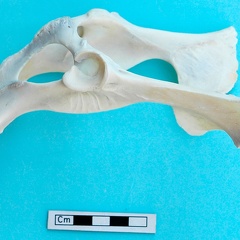 Pelvis: lateral left