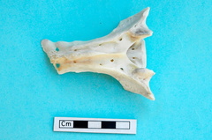 Sacrum: dorsal view